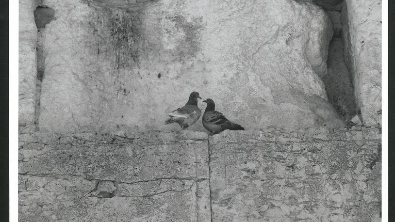 Colombe Al Muro Del Tempio Occidentale Di Gelderen Bram Van 1928 2011 Museo Storico Ebraico Paesi Bassi 